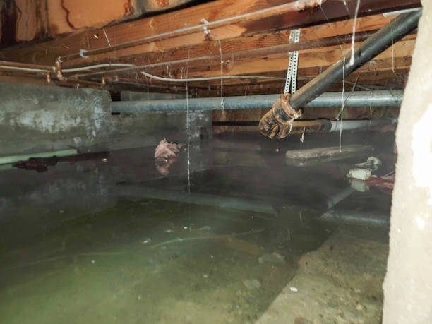 Best Basement water damage restoration  in East Tawas, MI